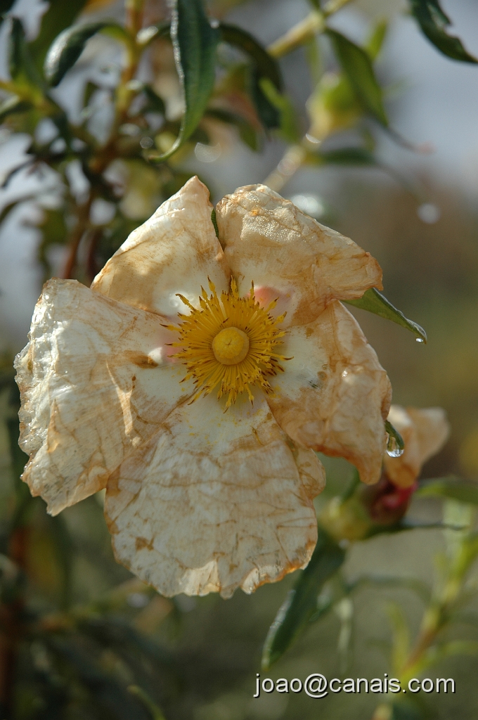 DSC_0696.JPG
