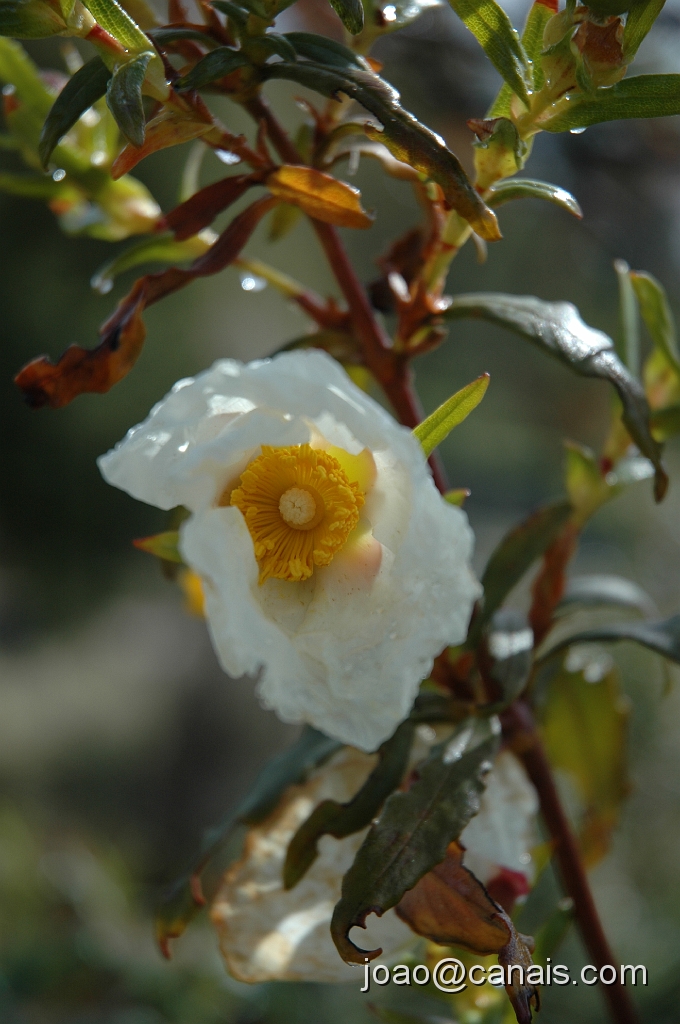 DSC_0700.JPG